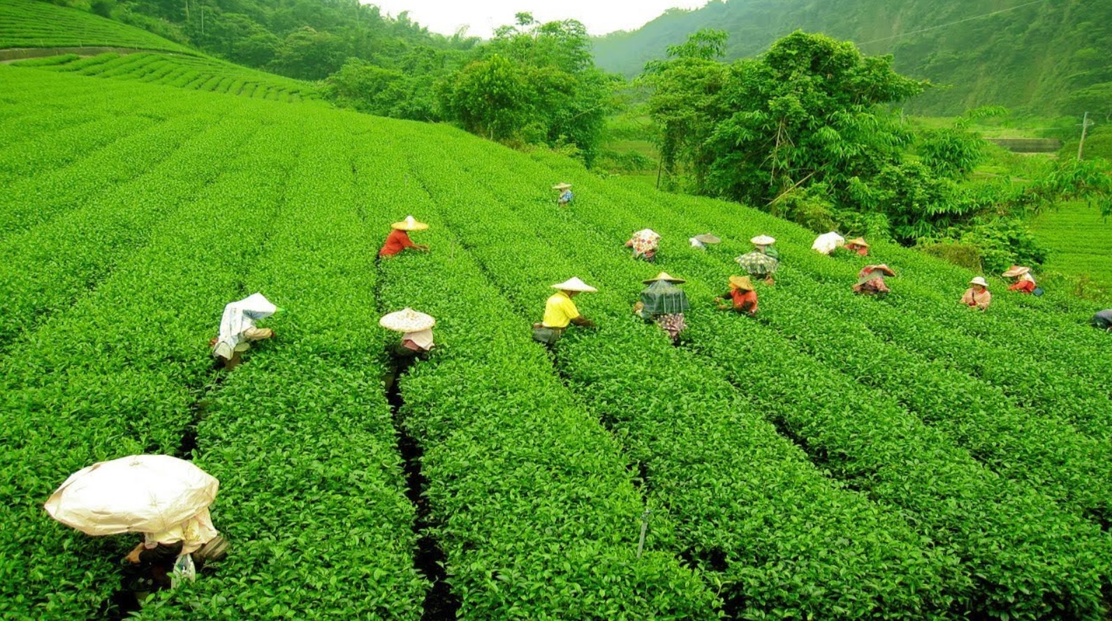 The Remarkable Impact of Assam Tea on India’s Tea Industry (2025 Update) 2 The origin and evolution of assam tea
