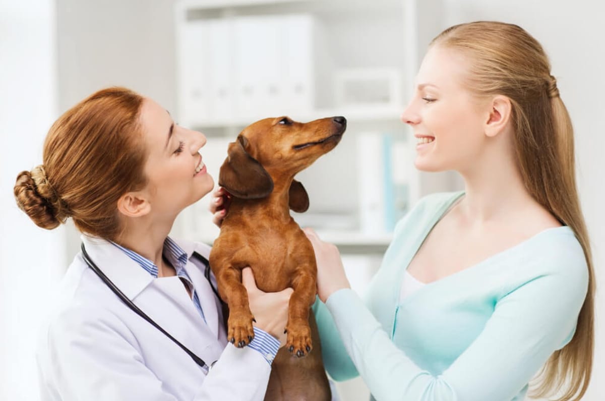 How Much is a Vet Visit for a Dog Without Insurance?